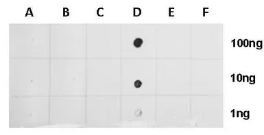 Anti-Histone H2BK20ac (acetyl Lys20) antibody used in Dot blot (Dot). GTX128962
